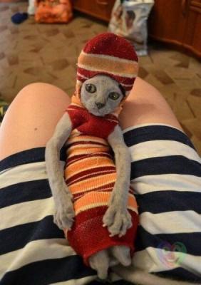 Прикрепленное изображение: image.jpg